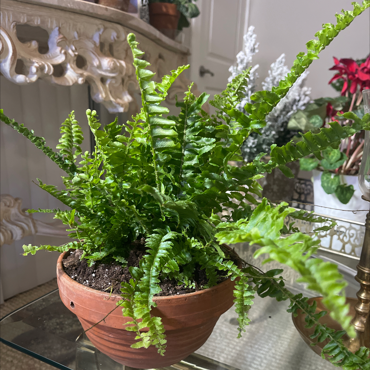 Boston Fern plant photo by @PlantyGoddess named Tina Furner on Greg, the plant care app.