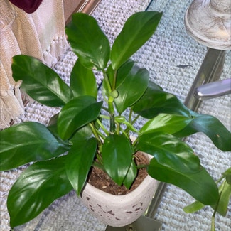 Philodendron 'Eva' plant in Woolwich Township, New Jersey