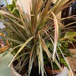 Dracaena plant in Woolwich Township, New Jersey