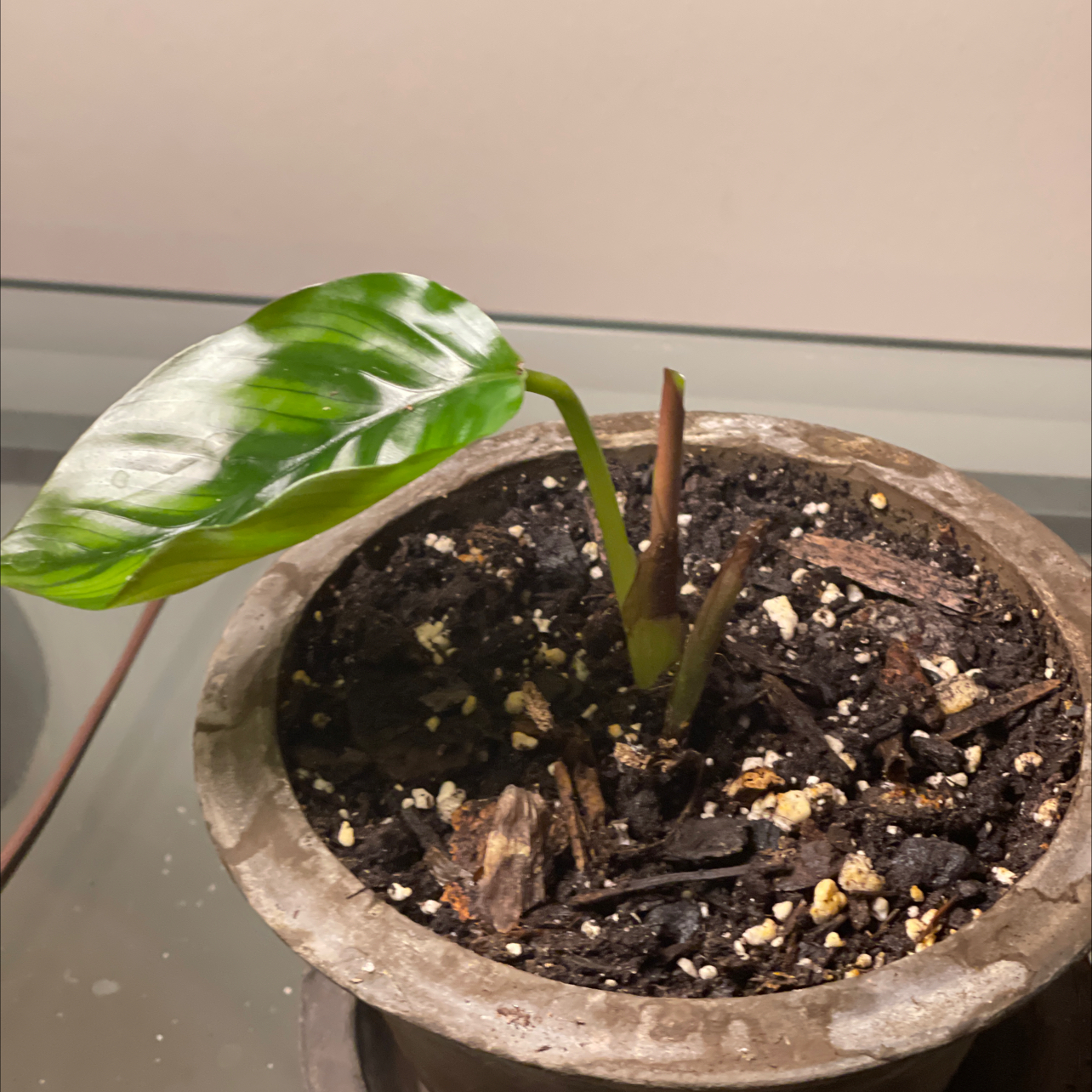 Photo of the plant species Calathea fasciata by @PlantyGoddess named Marvin Gay on Greg, the plant care app