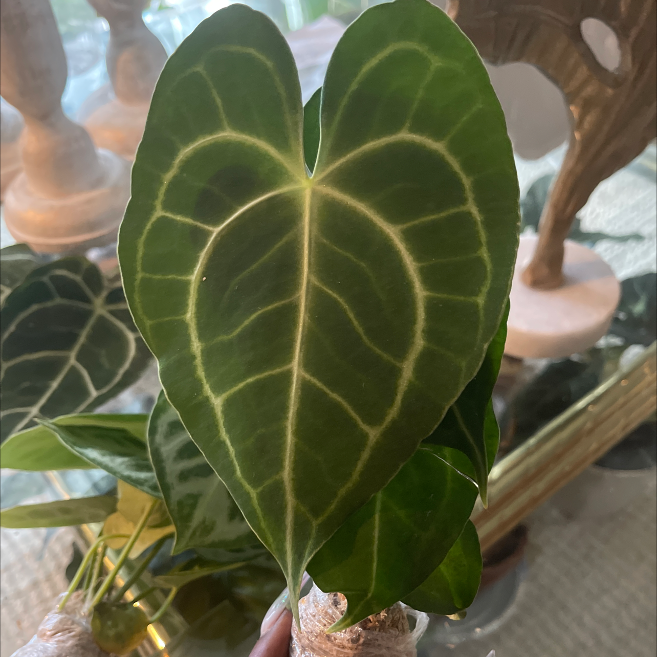 Photo of the plant species Velvet Cardboard Anthurium by @PlantyGoddess named Memo on Greg, the plant care app