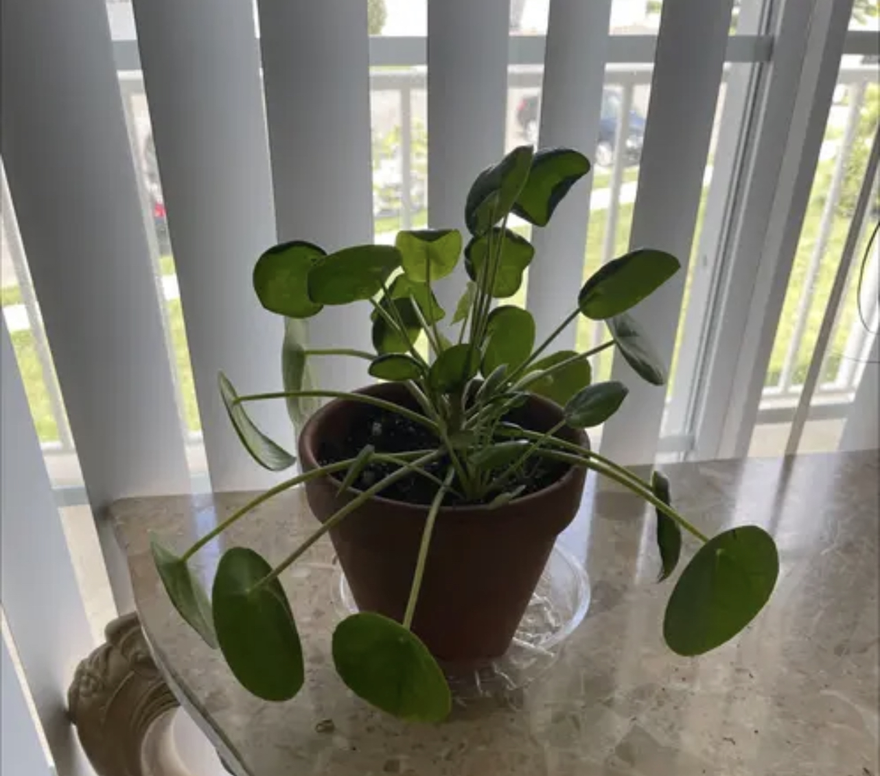Chinese Money Plant plant photo by @PlantyGoddess named Nickles & Dimes on Greg, the plant care app.