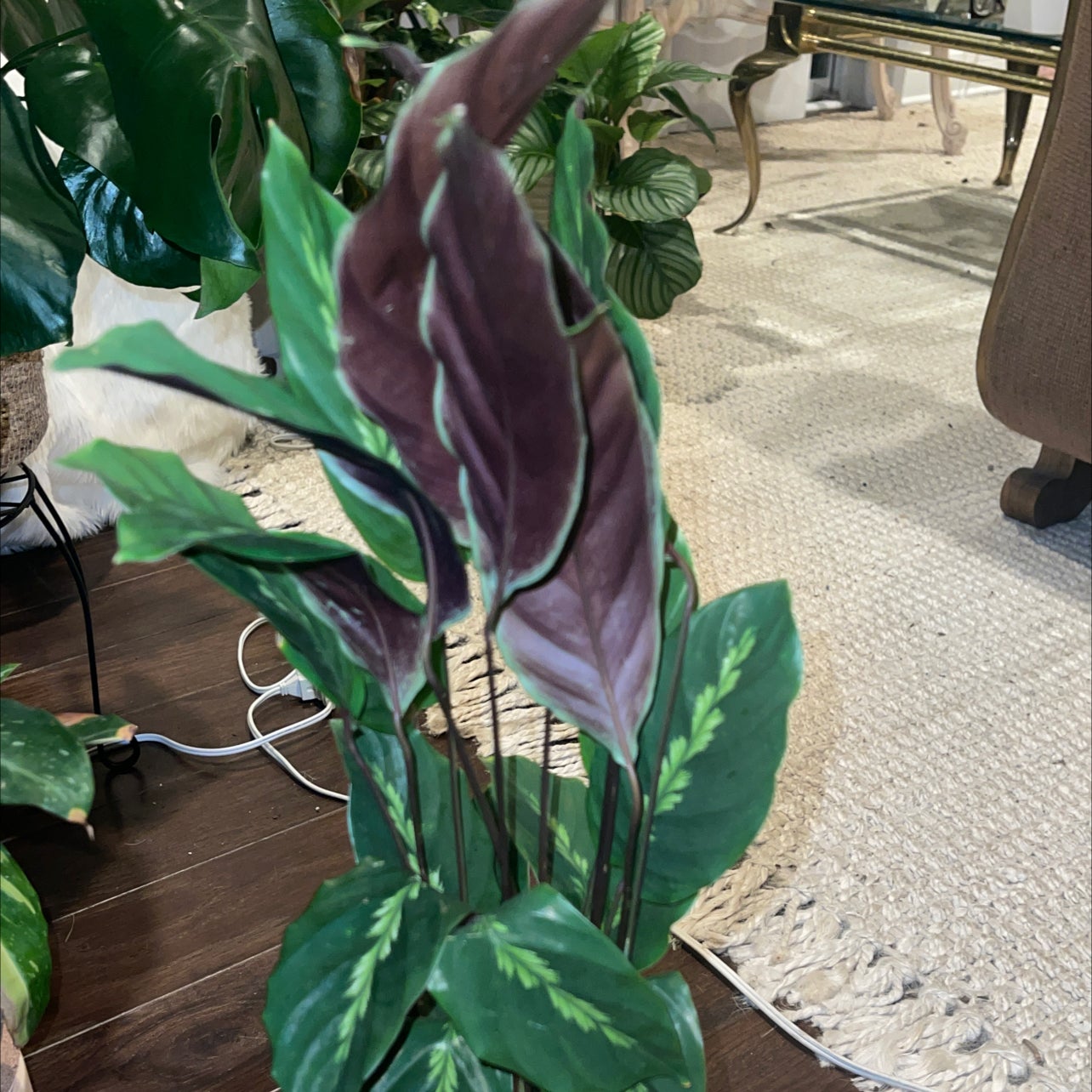 💧 How Much Humidity Does My Calathea 'Maui Queen' Need?