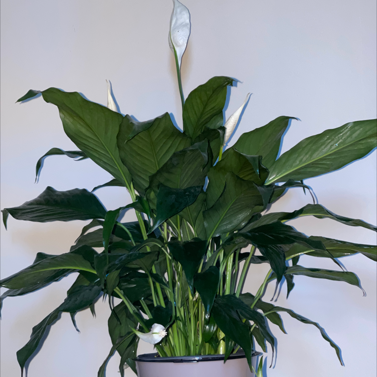 Photo of the plant species Sweet Pablo Peace Lily by @PlantyGoddess named Sweet Pablo on Greg, the plant care app