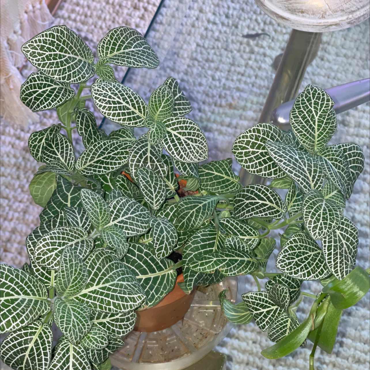 Nerve Plant plant photo by @PlantyGoddess named Felisha on Greg, the plant care app.