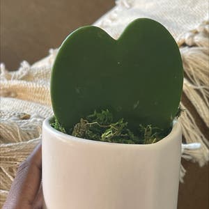 Sweetheart Hoya plant photo by Plantygoddess named Love Valentine on Greg, the plant care app.