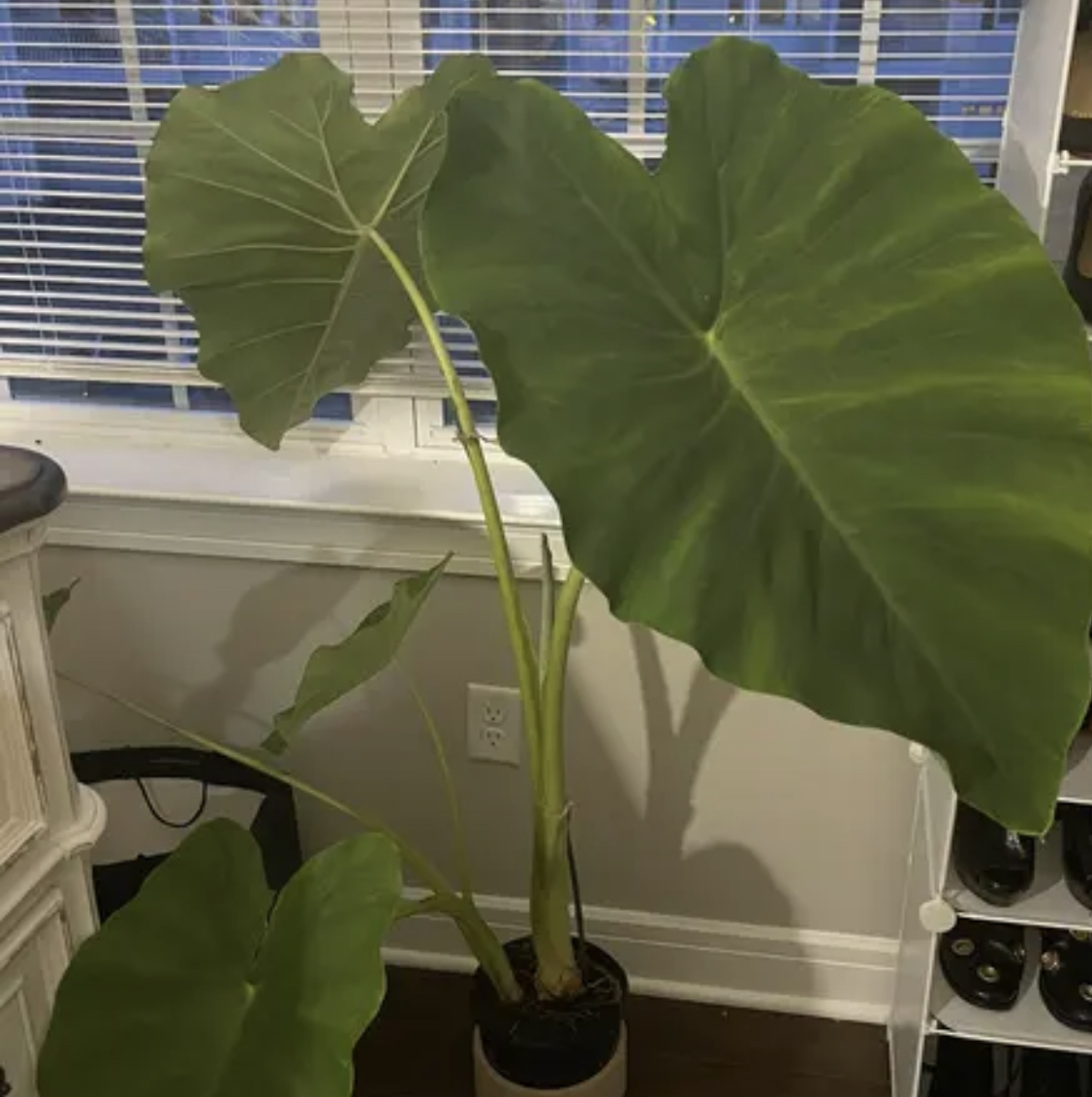 Taro plant photo by @PlantyGoddess named Dumbo on Greg, the plant care app.