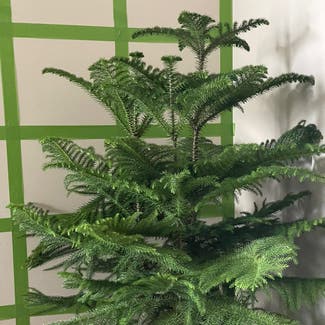 Norfolk Island Pine plant in Woolwich Township, New Jersey