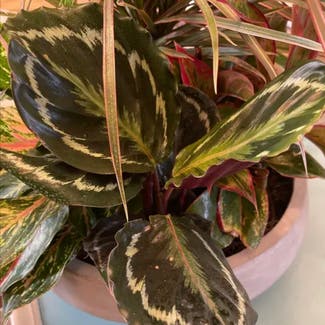 Calathea 'Medallion' plant in Woolwich Township, New Jersey