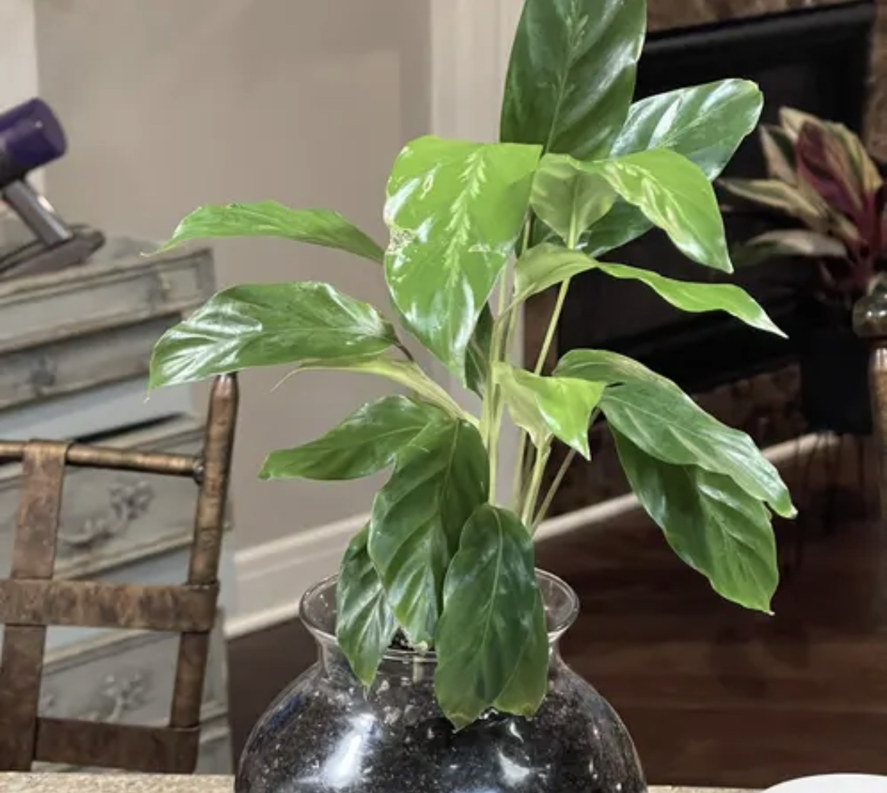 Prayer Plant 'Maui Queen' plant photo by @PlantyGoddess named Maui Queen on Greg, the plant care app.