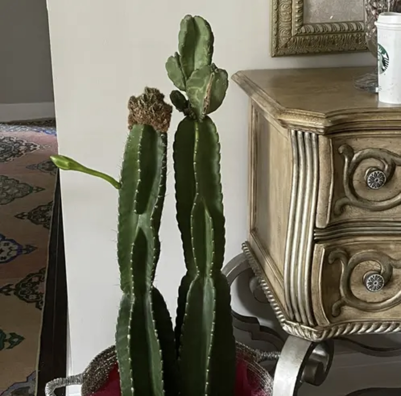 Photo of the plant species Peruvian Apple Cactus by @PlantyGoddess named Twiddle Dee on Greg, the plant care app
