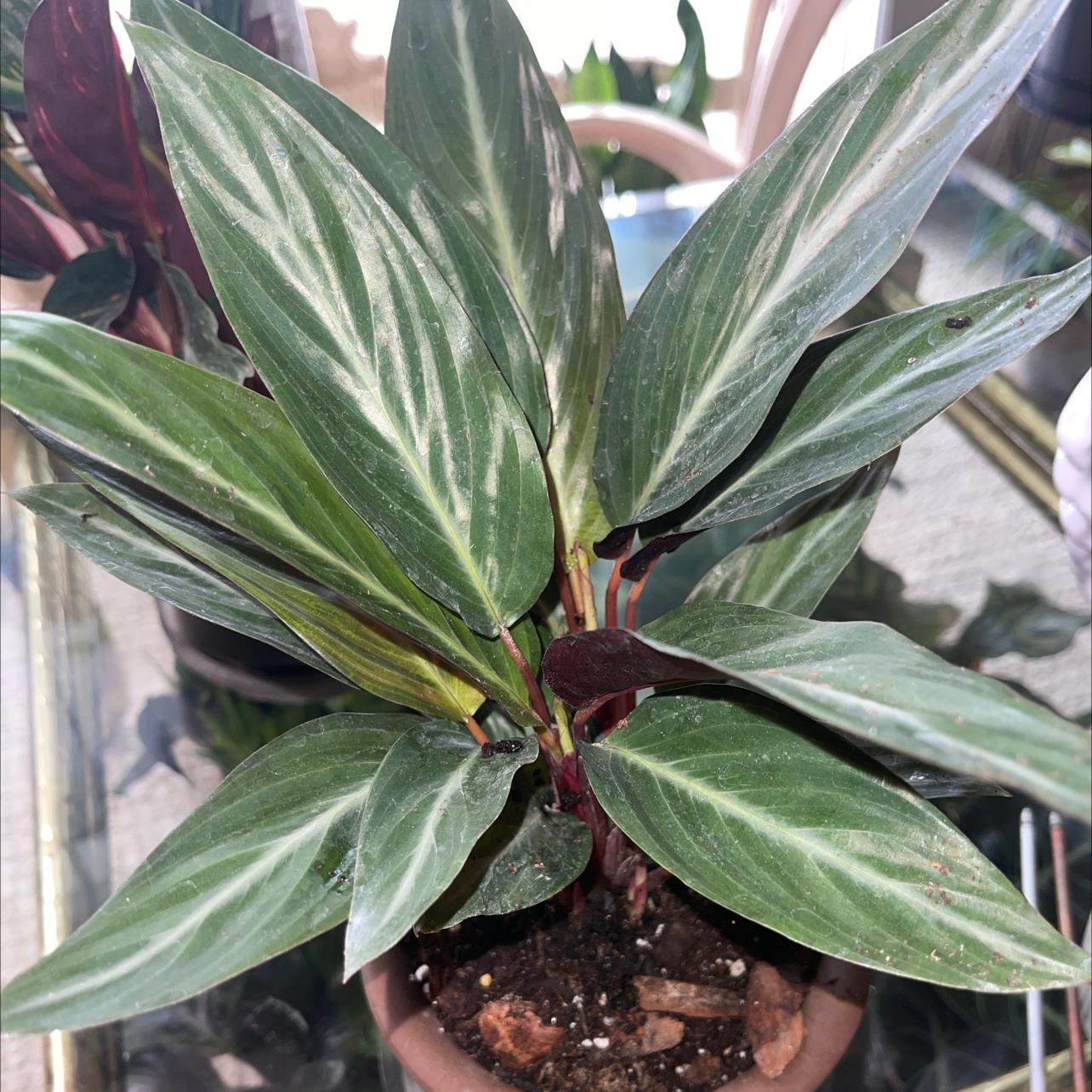 Photo of the plant species Magic Star calathea by @PlantyGoddess named Handsome on Greg, the plant care app