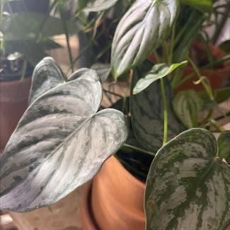 Silver Satin Pothos plant in Woolwich Township, New Jersey