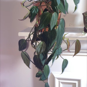 Philodendron Micans plant photo by @PlantyGoddess named Shakira on Greg, the plant care app.