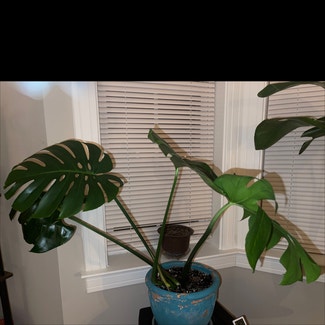 Monstera plant in Woolwich Township, New Jersey