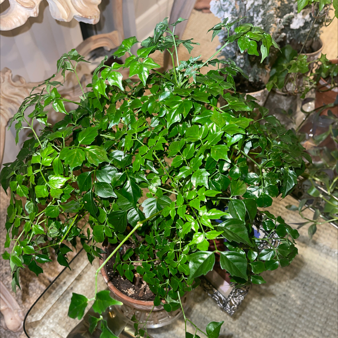 China Doll Plant plant photo by @PlantyGoddess named Mami Stuff on Greg, the plant care app.