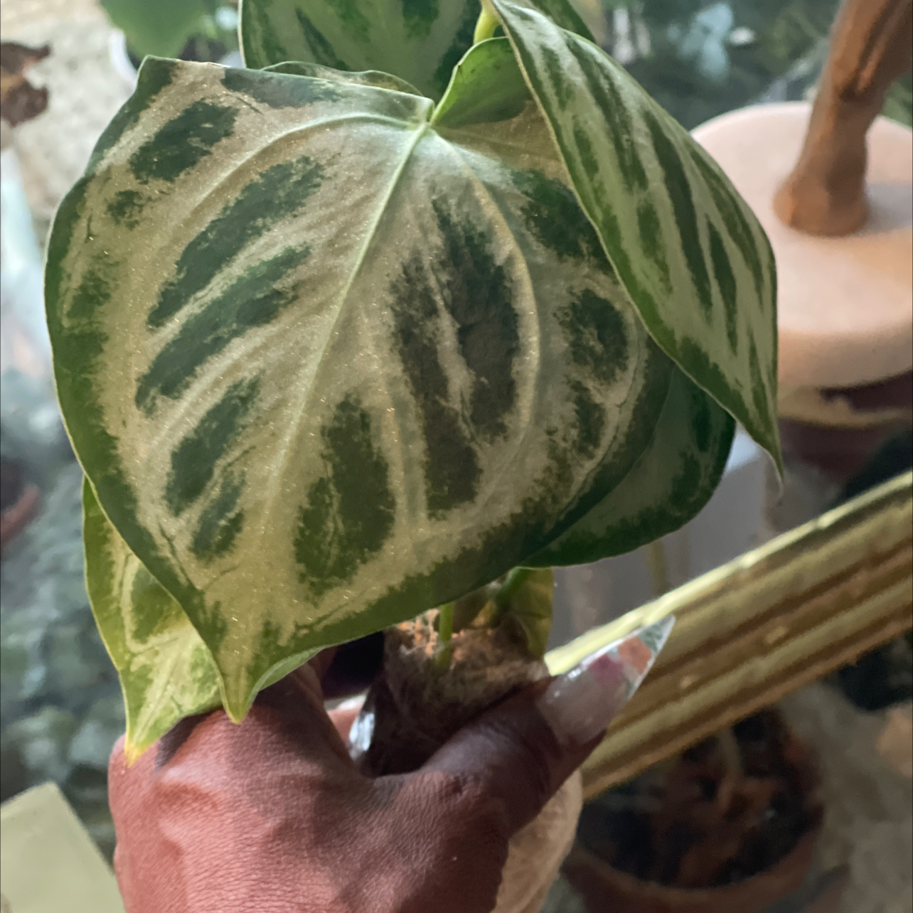 Photo of the plant species Silver Blush by @PlantyGoddess named Donnalyn on Greg, the plant care app