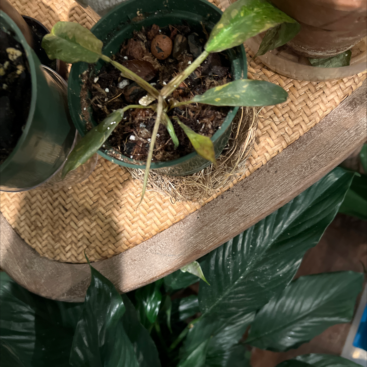 Philodendron 'Ring of Fire' plant with yellowing and browning leaves in a small pot on a woven surface.