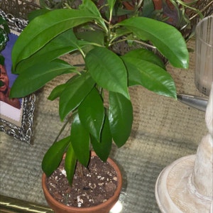 Ardisia Elliptica plant photo by @PlantyGoddess named Lil Shoe on Greg, the plant care app.