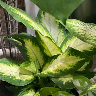Dieffenbachia 'Camille' plant in Woolwich Township, New Jersey