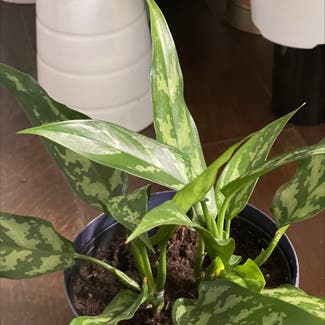 Chinese Evergreen plant in Woolwich Township, New Jersey