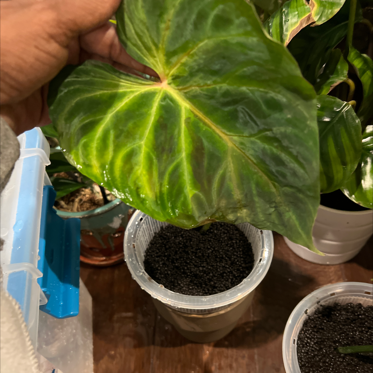 Ecuador Philodendron with large, heart-shaped leaves showing some yellowing along the veins.