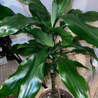 Dracaena 'Lisa' plant in Woolwich Township, New Jersey