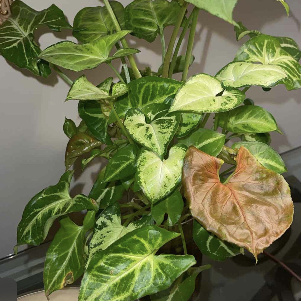 Arrowhead Plant plant photo by @PlantyGoddess named Arrowheads on Greg, the plant care app.