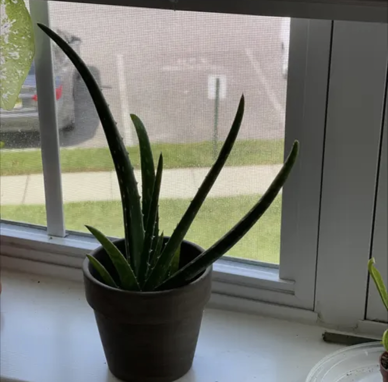 Aloe vera plant photo by @PlantyGoddess named Aloebaba on Greg, the plant care app.