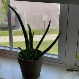 Aloe Vera plant in Woolwich Township, New Jersey