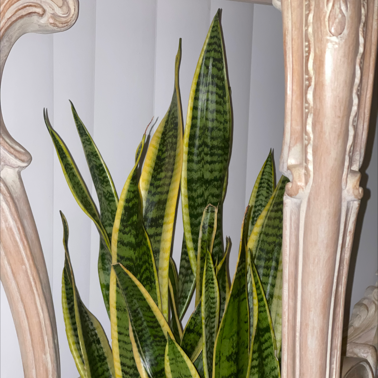 Snake Plant plant photo by @PlantyGoddess named Yellow Shark on Greg, the plant care app.