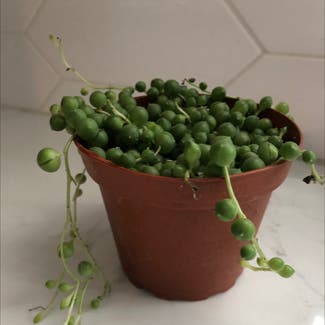 String of Pearls plant in Cadyville, New York