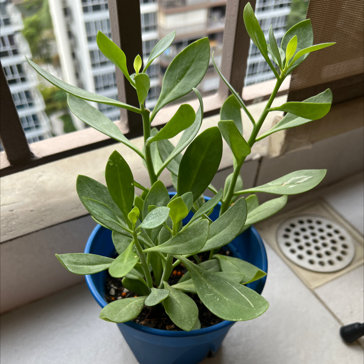 Photo of the plant species Kleinia grandiflora by Valerie named Gaston on Greg, the plant care app