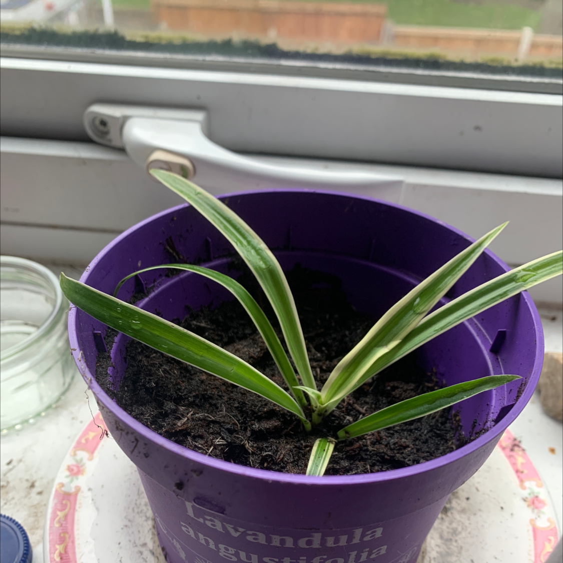 Spider Plant plant photo by Mars named jon davis on Greg, the plant care app.