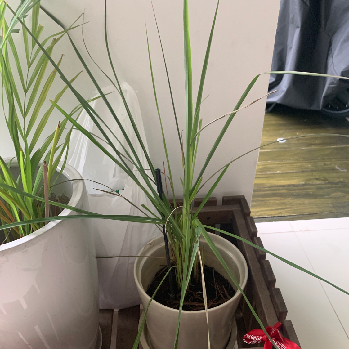 Potted Lemon Grass plant with long, slender green leaves. Soil is visible.