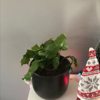 False Christmas Cactus plant in Billings, Montana