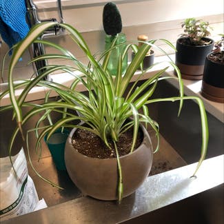 Spider Plant plant in Billings, Montana