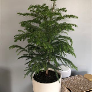 Norfolk Island Pine plant in Billings, Montana