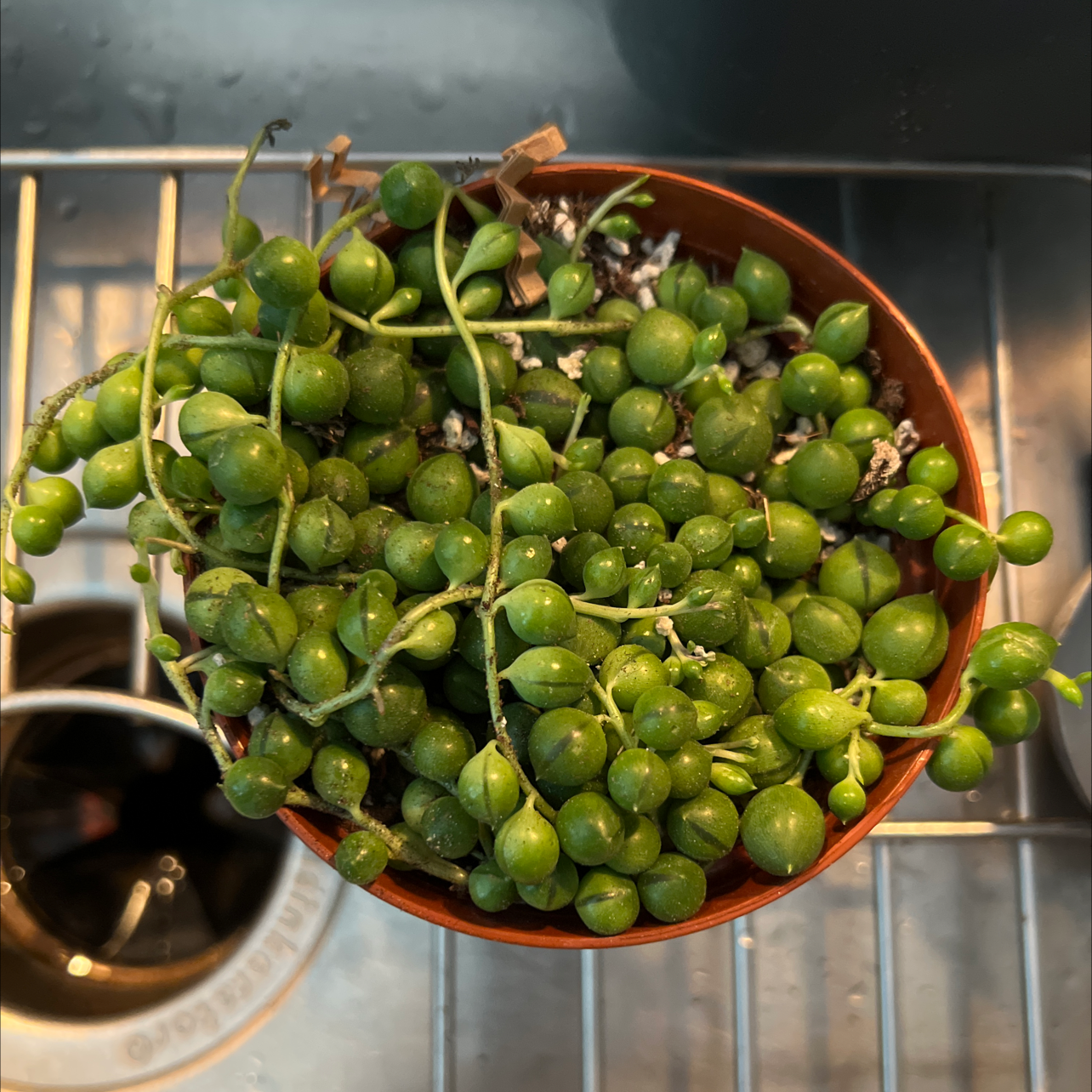 String of Pearls plant photo by Carolyn named Succulant on Greg, the plant care app.