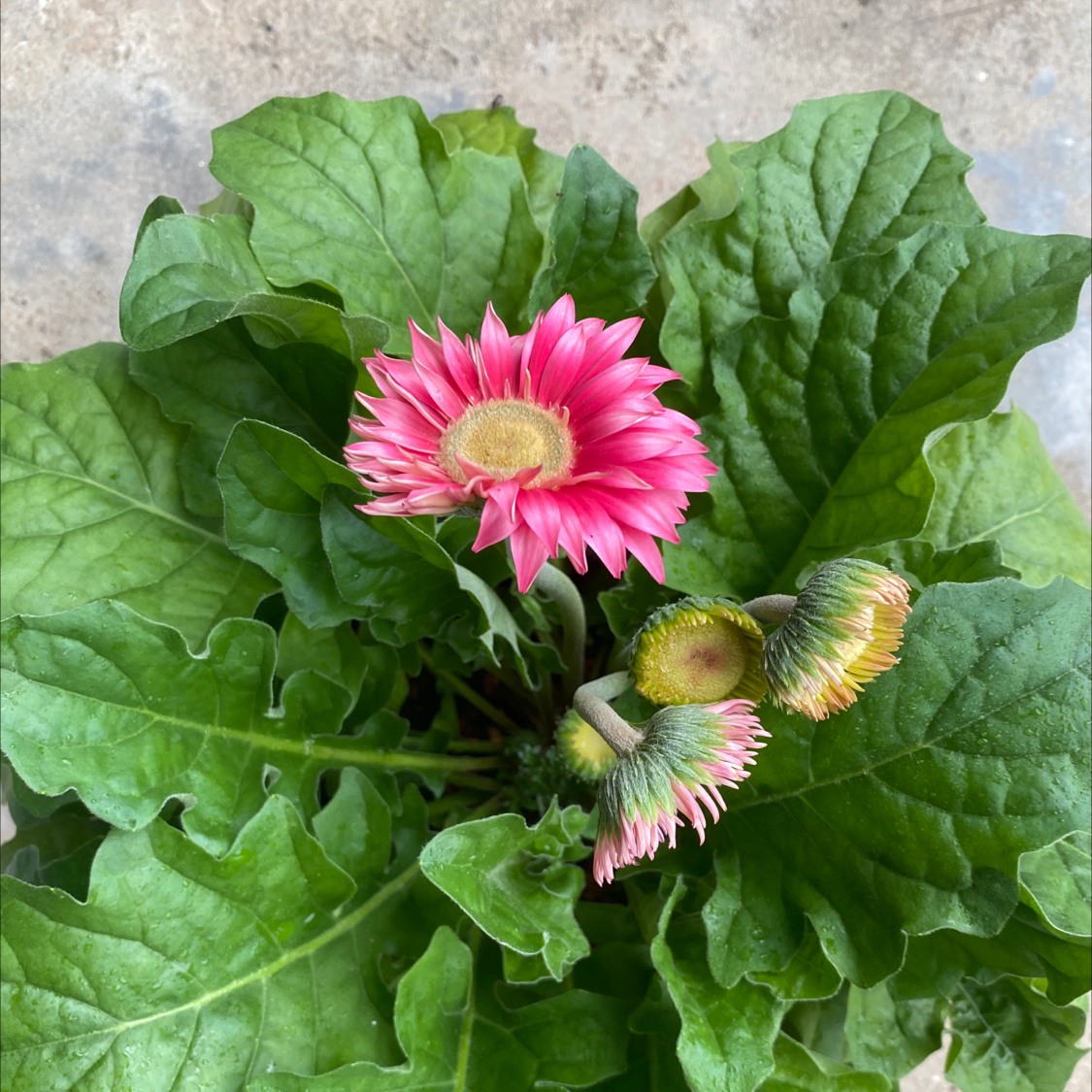 Photo of the plant species Gerbera by @royalfatness named Barberton daisy on Greg, the plant care app