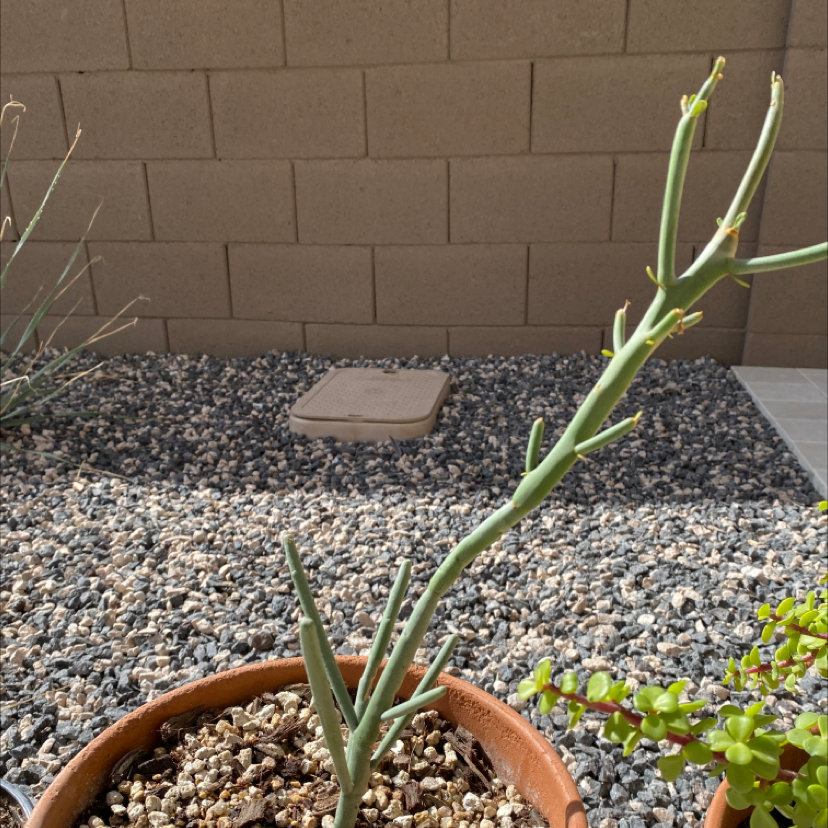 Photo of the plant species Stick Euphorbia by Whitney named Dax on Greg, the plant care app