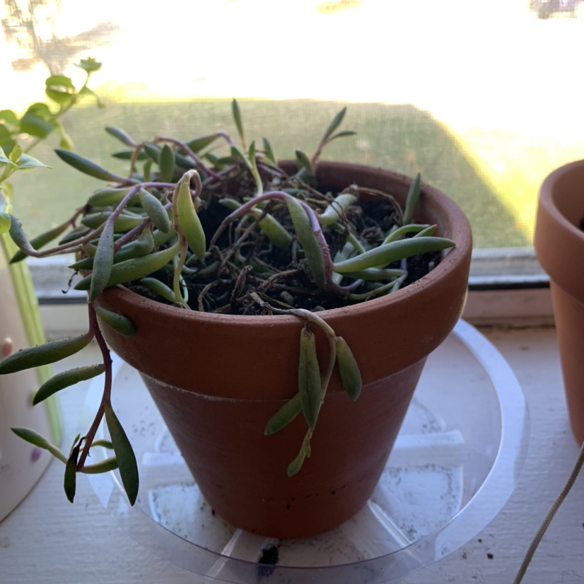Potted ruby necklace plant with visible soil on a windowsill.
