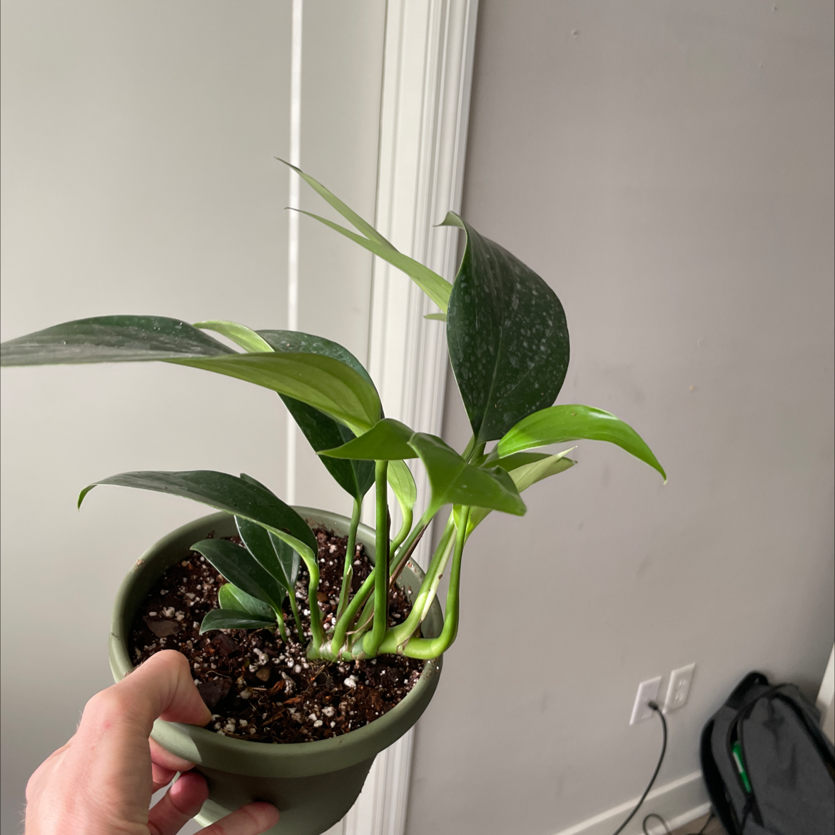 Dragon Tail Plant in a pot, held by a hand. The plant looks healthy with vibrant green leaves.