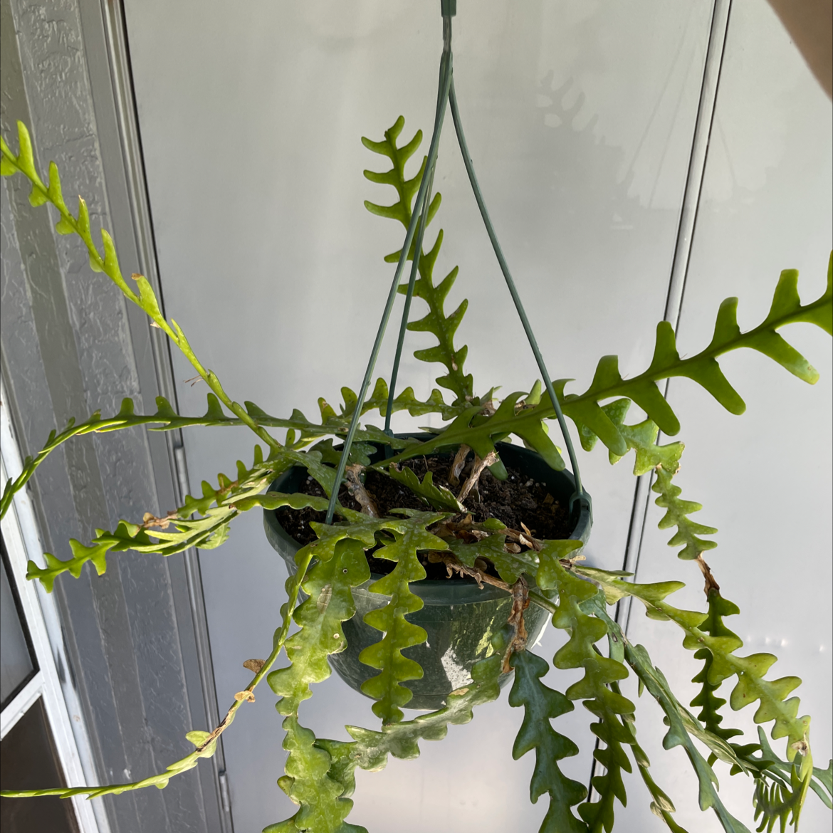 Photo of the plant species Selenicereus Anthonyanus by @PabloPlantCasso named Kai’sa on Greg, the plant care app