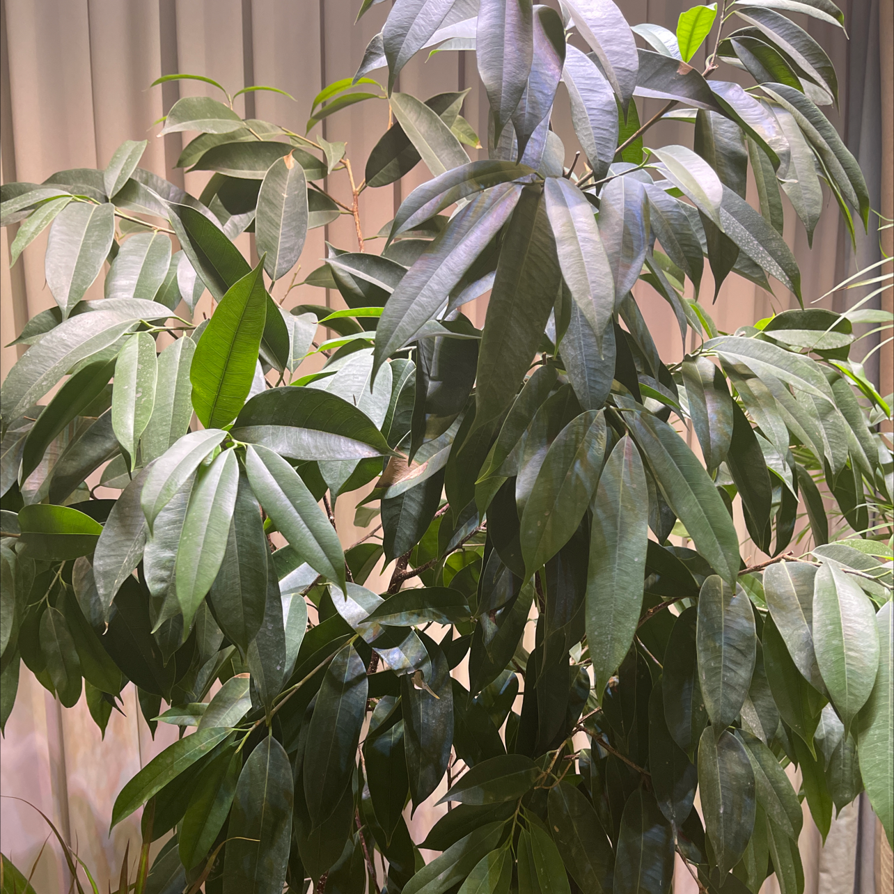 Ficus Alii plant with long, narrow green leaves, appearing healthy.