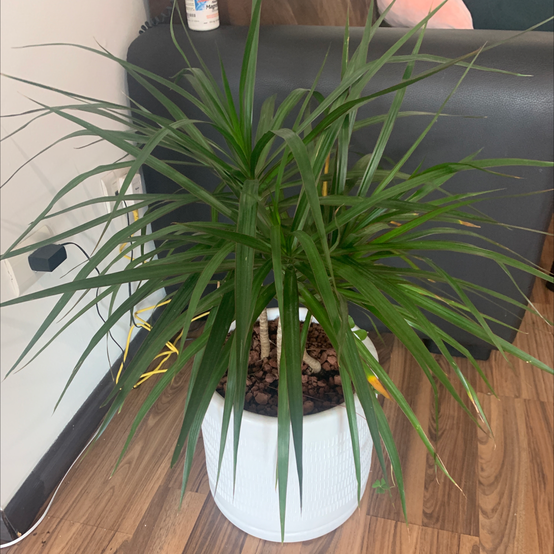 Song of India plant photo by @eskimo named Dragon on Greg, the plant care app.