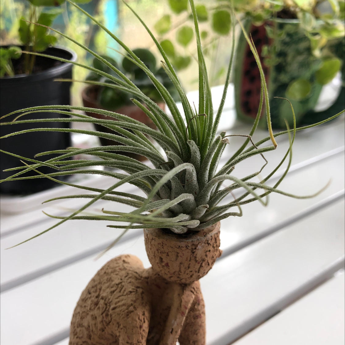 Fishbone Air Plant plant photo by @sweetsucculent named Sir Plancelot on Greg, the plant care app.