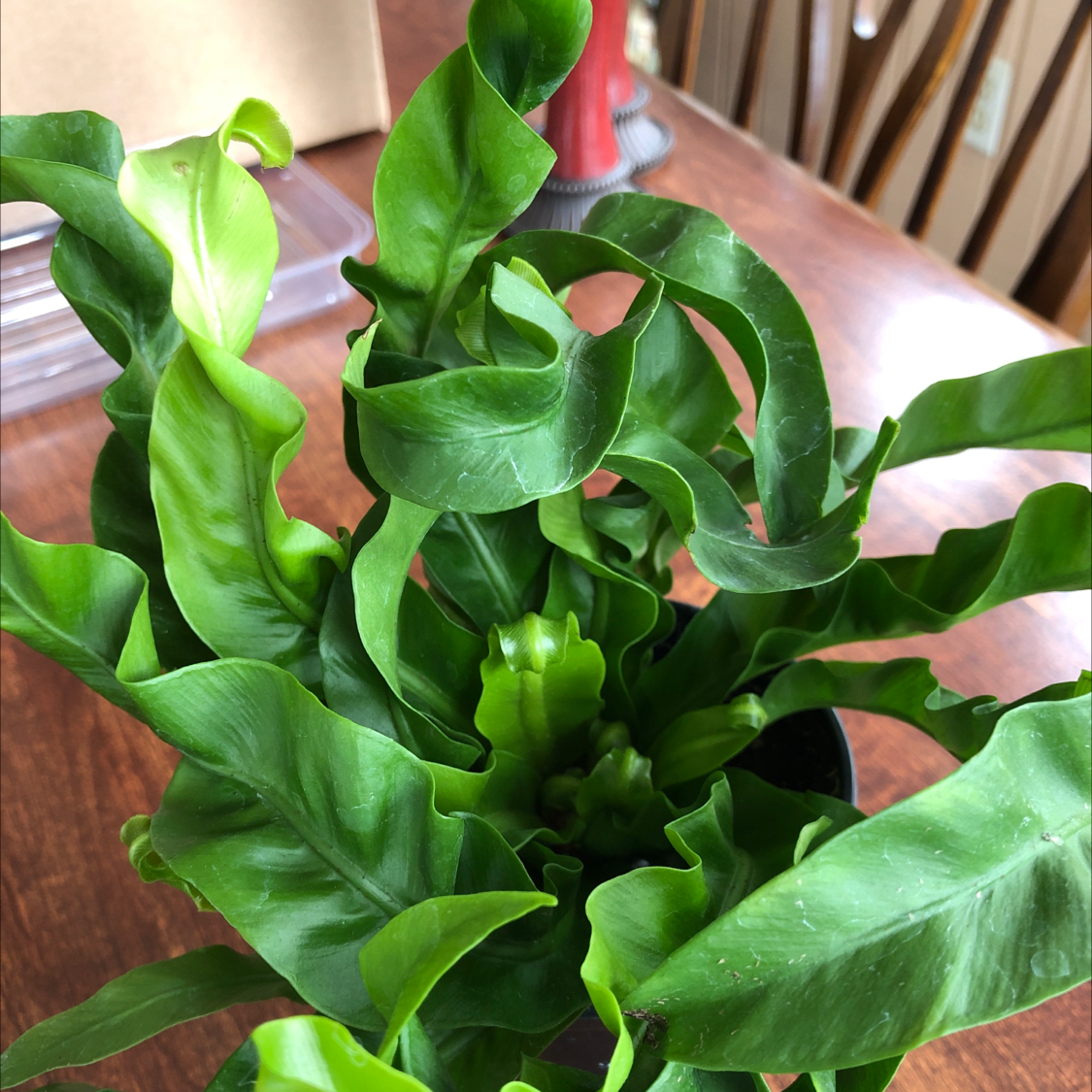 Healthy Hurricane Fern with vibrant green, curled leaves in a black pot.