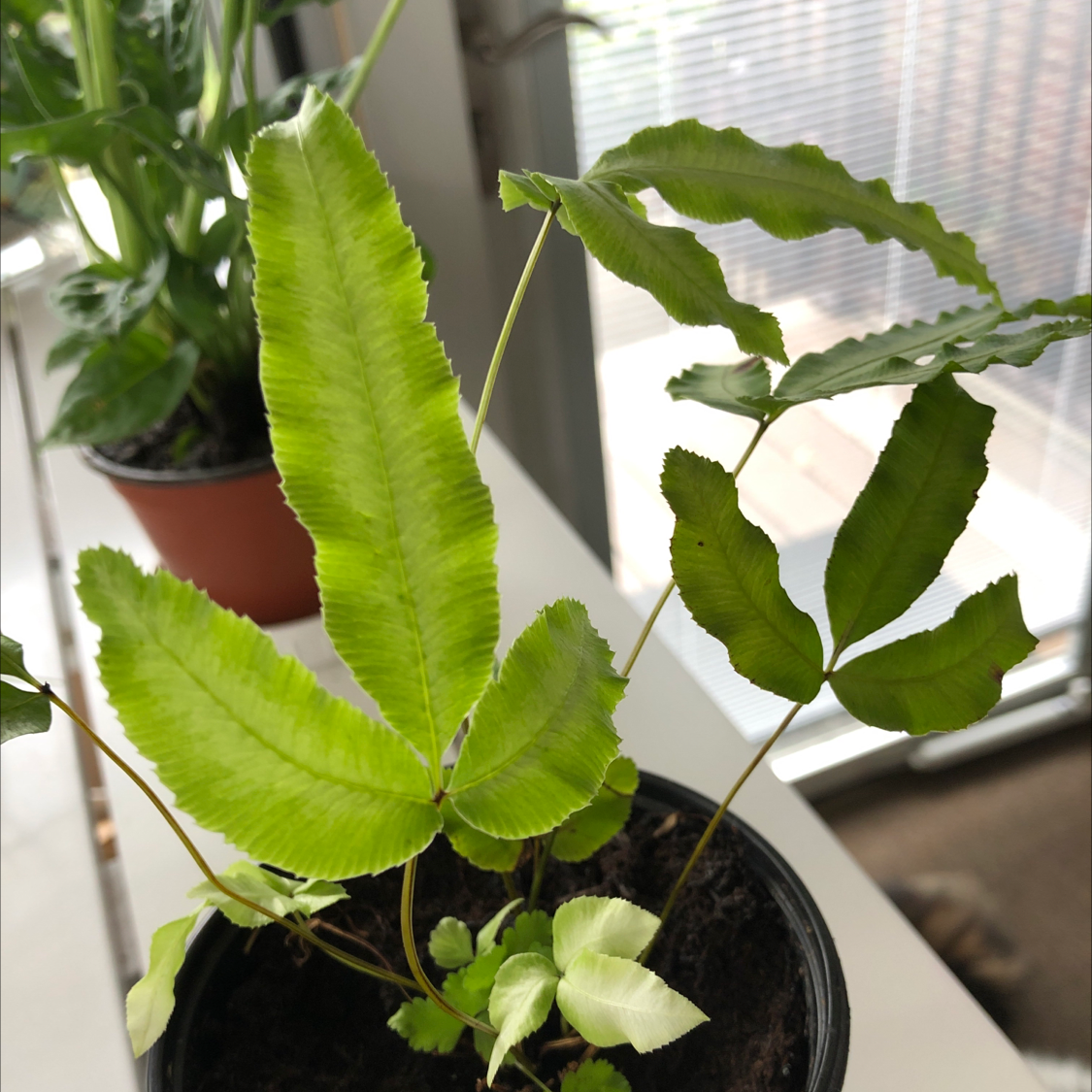Captain Plant-it