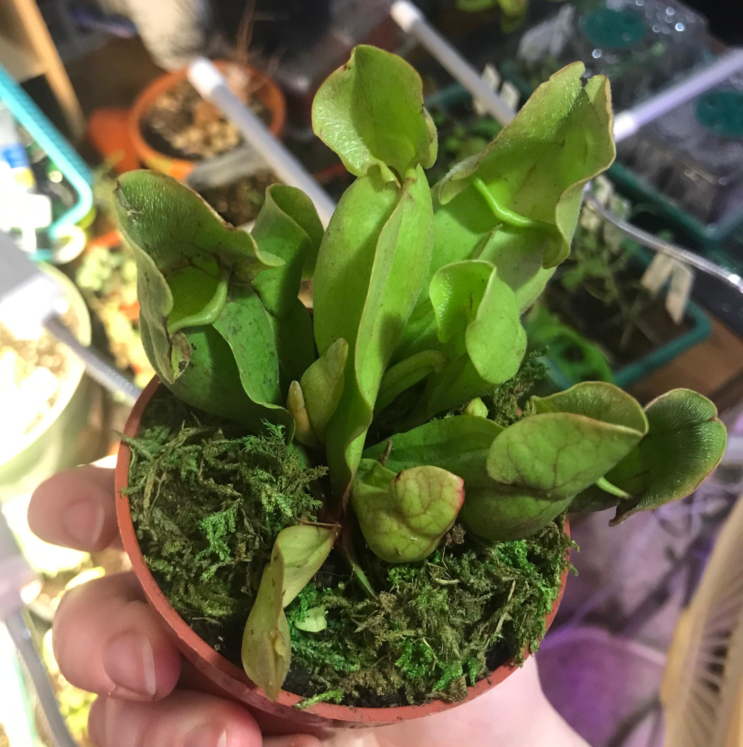 Purple Pitcher Plant in a small pot with moss-covered soil, held by a hand.